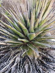 Agave kerchovei (Agave kerchovei)