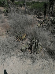Agave kerchovei (Agave kerchovei)