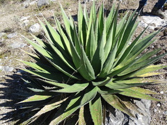 Agave kerchovei (Agave kerchovei)
