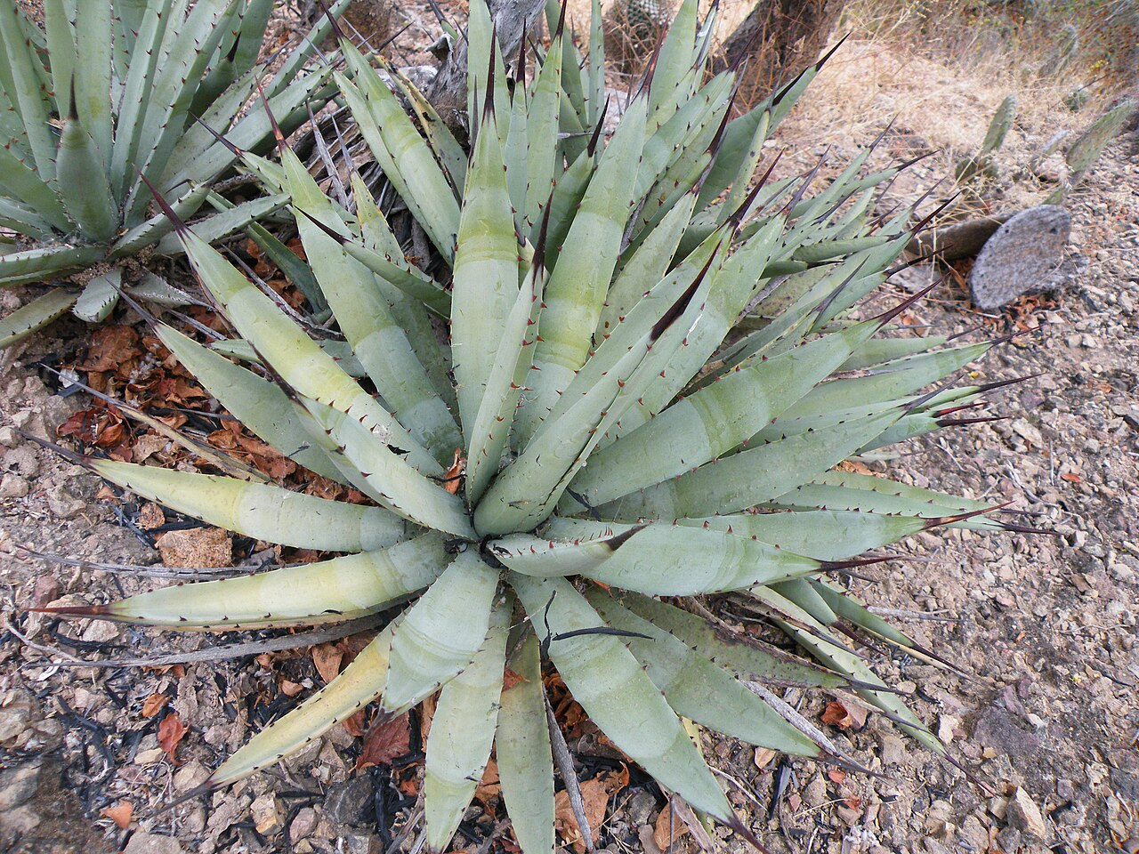 Agave macroacantha: Near Calipan, Puebla