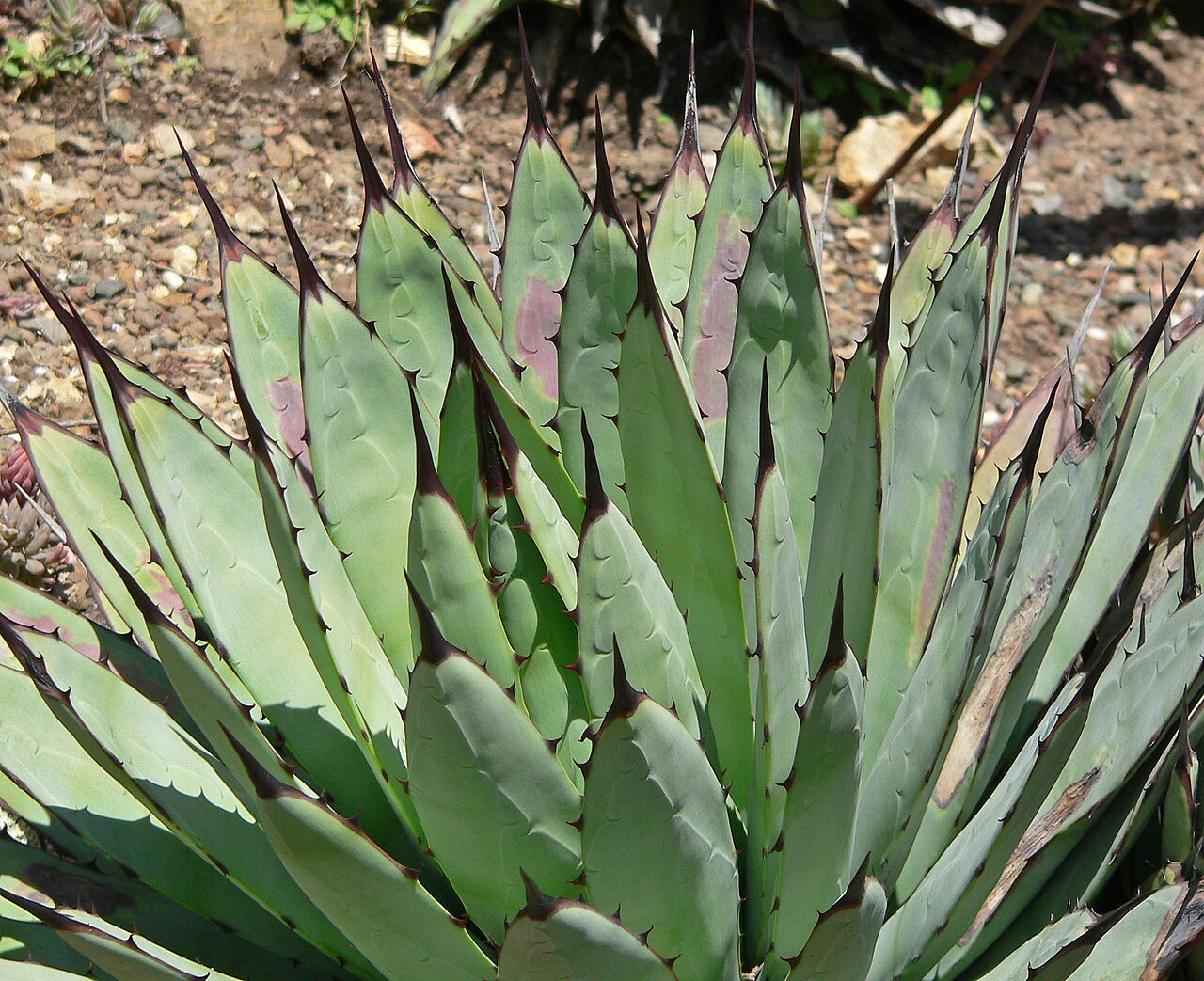 Agave macroacantha: Agave macroacantha at the University of California Botanical Garden , Berkeley, California