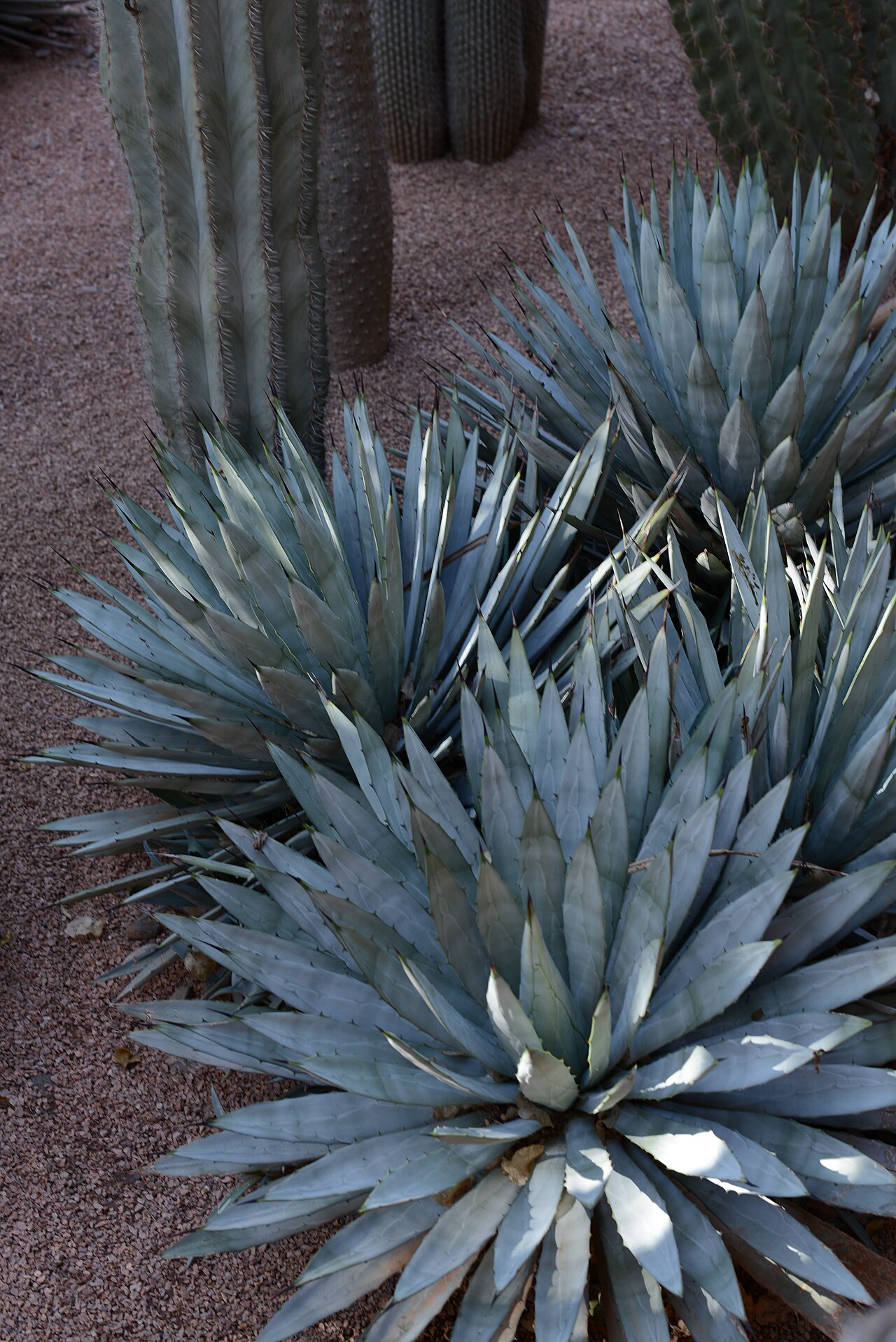 Agave macroacantha: Agave macroacantha