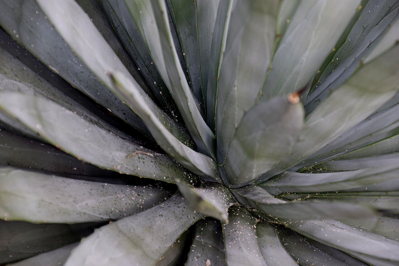 Agave macroacantha: Agave macroacantha in Tropengewächshäuser des Botanischen Gartens, Hamburg