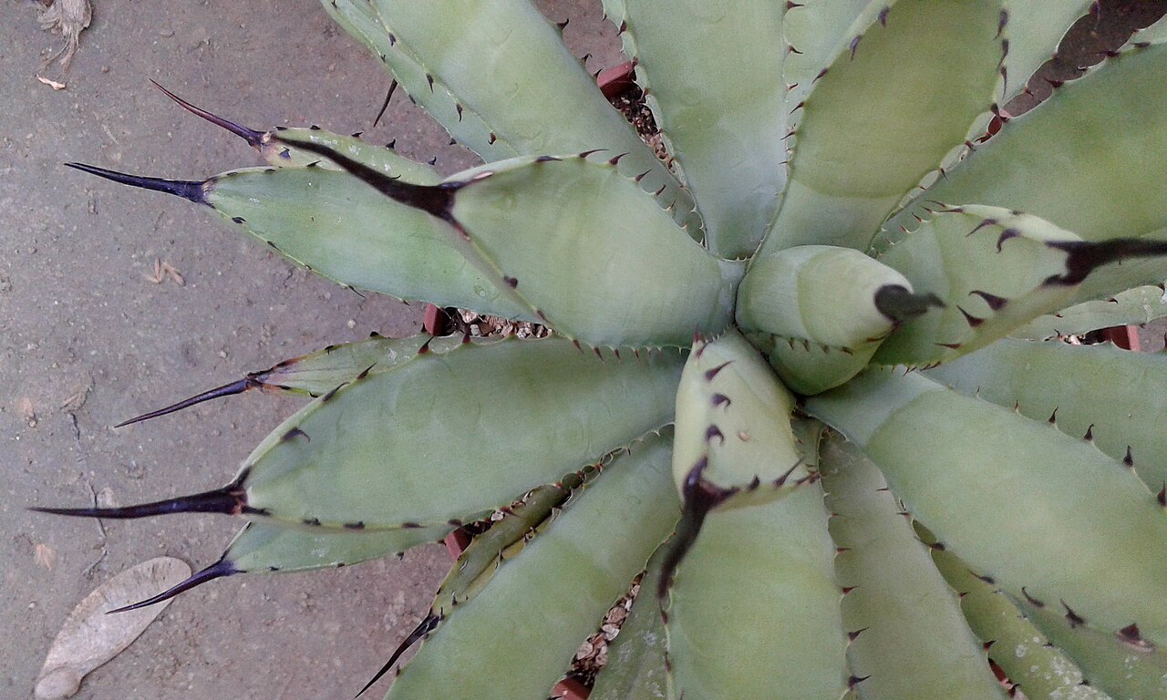 Agave macroacantha: Agave macroacantha, Maguey mexicano, Agave macrocanta o Black-spined Agave.