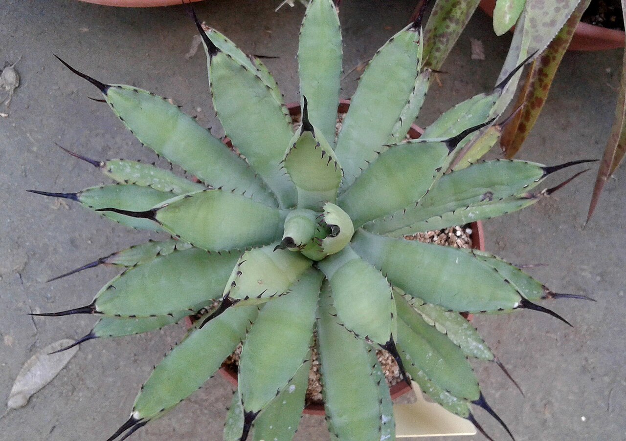 Agave macroacantha: Agave macroacantha, Maguey mexicano, Agave macrocanta o Black-spined Agave.