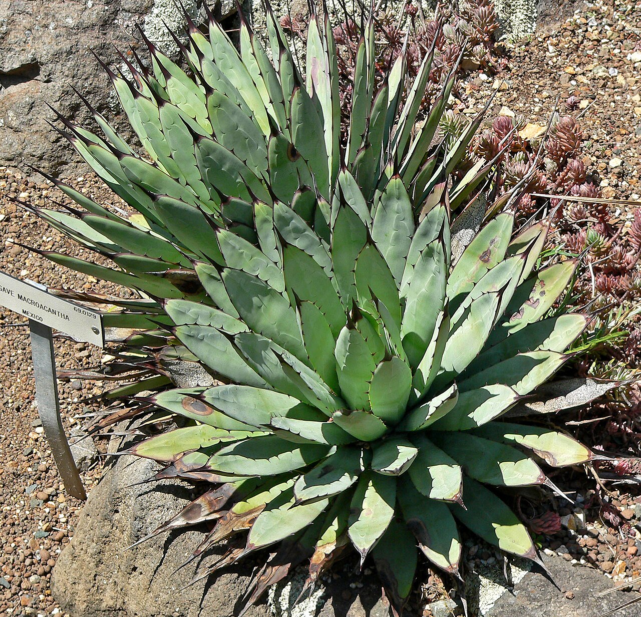 Agave macroacantha: Agave macroacantha at the University of California Botanical Garden , Berkeley, California