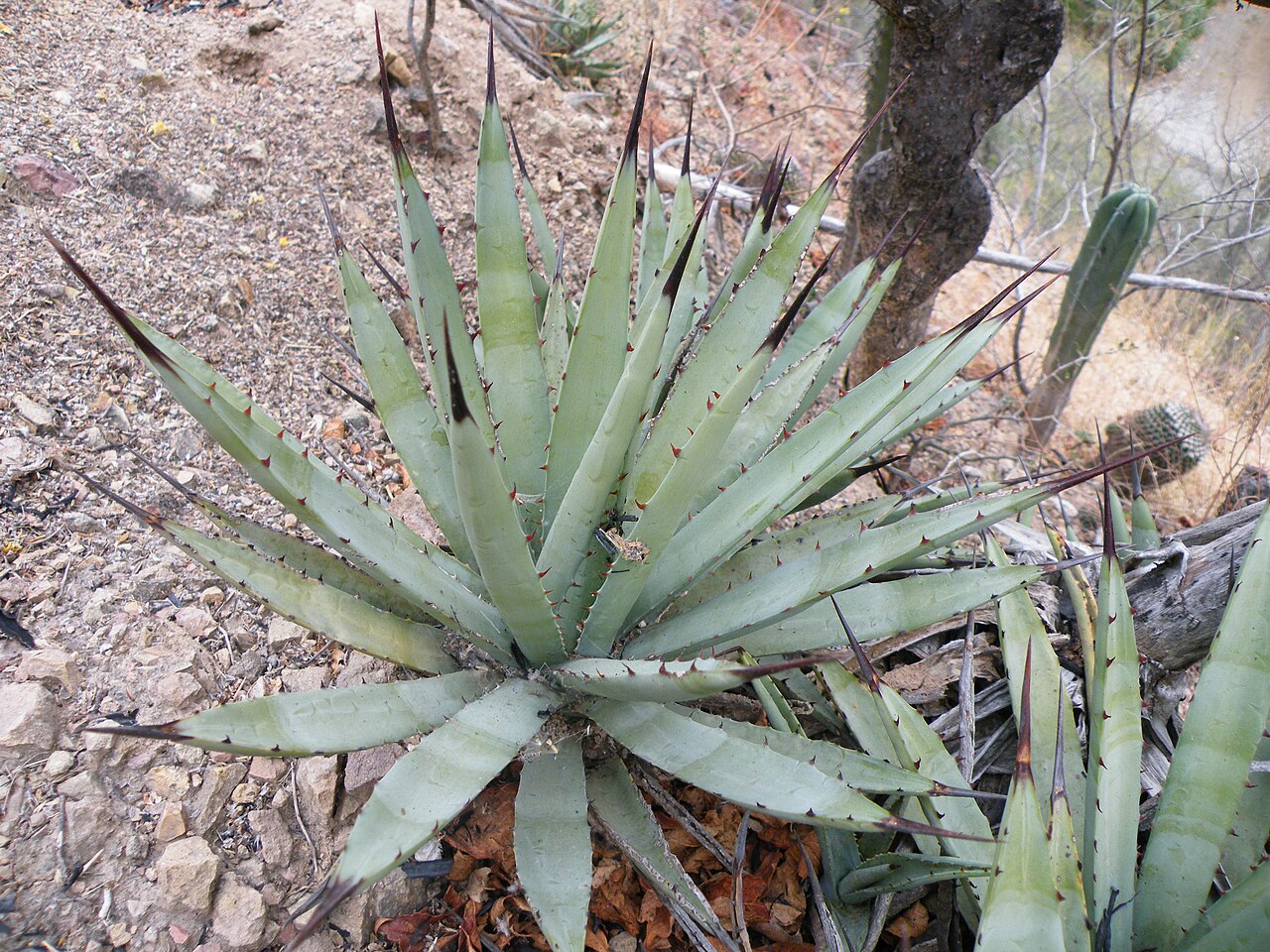 Agave macroacantha: Near Calipan, Puebla