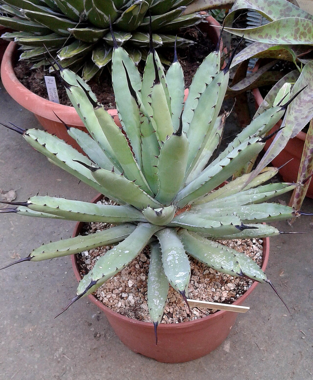 Agave macroacantha: Agave macroacantha, Maguey mexicano, Agave macrocanta o Black-spined Agave.