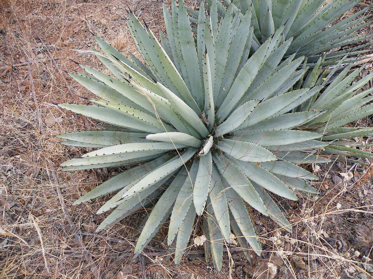 Agave macroacantha: Near Calipan, Puebla