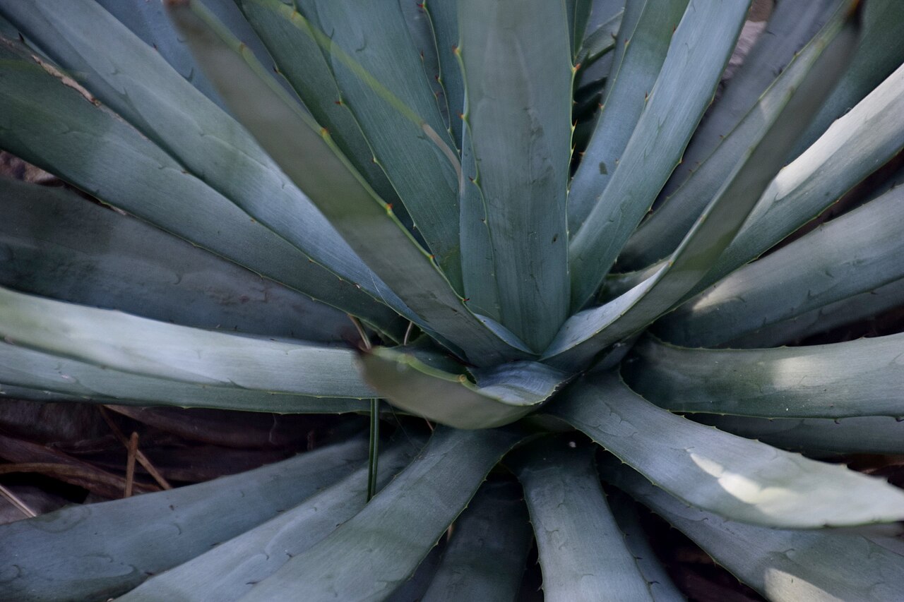 Agave macroacantha: Agave macroacantha in Tropengewächshäuser des Botanischen Gartens, Hamburg