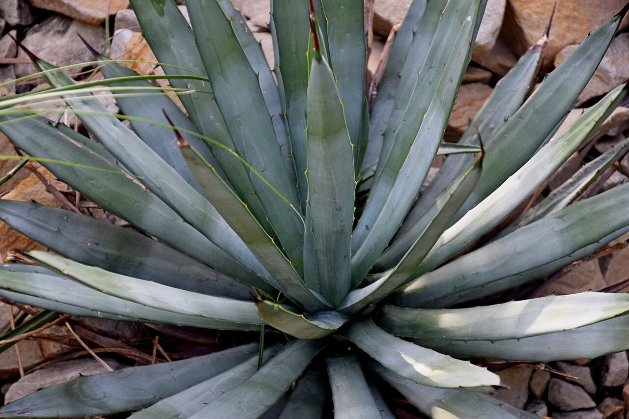 Agave macroacantha: Agave macroacantha in Tropengewächshäuser des Botanischen Gartens, Hamburg