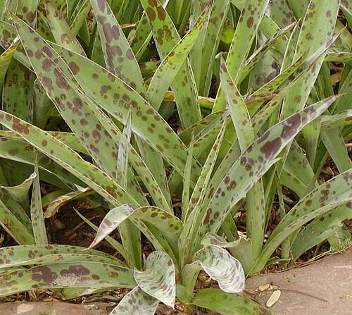 Spice lily: Photo of Manfreda maculosa (Texas tuberose) at the Desert Demonstration Garden in Las Vegas, Nevada