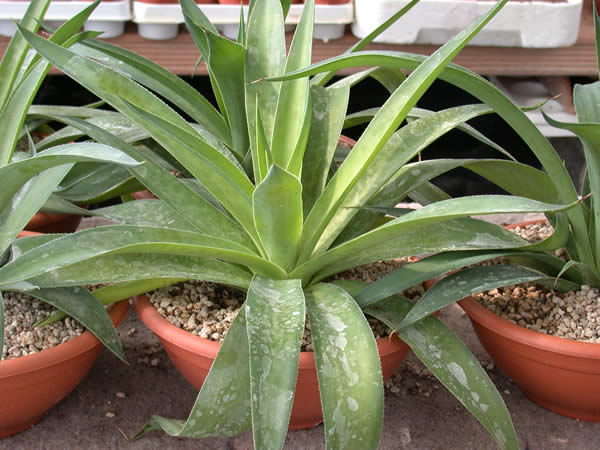 Agave maculata: Agave maculata