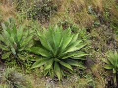 Agave maximiliana (Agave maximiliana)