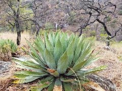 Agave maximiliana (Agave maximiliana)