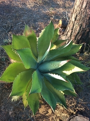 Agave maximiliana (Agave maximiliana)