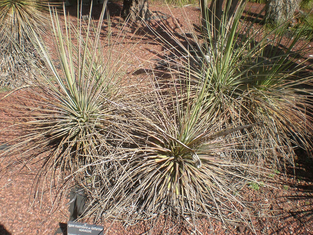 Agave maximiliana: Jardín Botánico de la UNAM, México D.F.