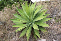 Agave maximiliana (Agave maximiliana)