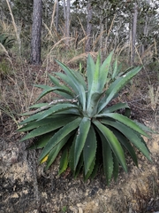 Agave maximiliana (Agave maximiliana)