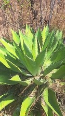 Agave maximiliana (Agave maximiliana)