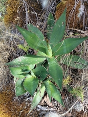 Agave maximiliana (Agave maximiliana)