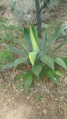 Agave maximiliana (Agave maximiliana)
