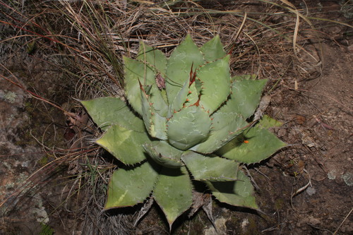 Agave maximiliana (Agave maximiliana)