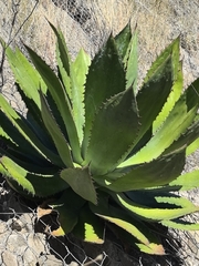 Agave maximiliana (Agave maximiliana)