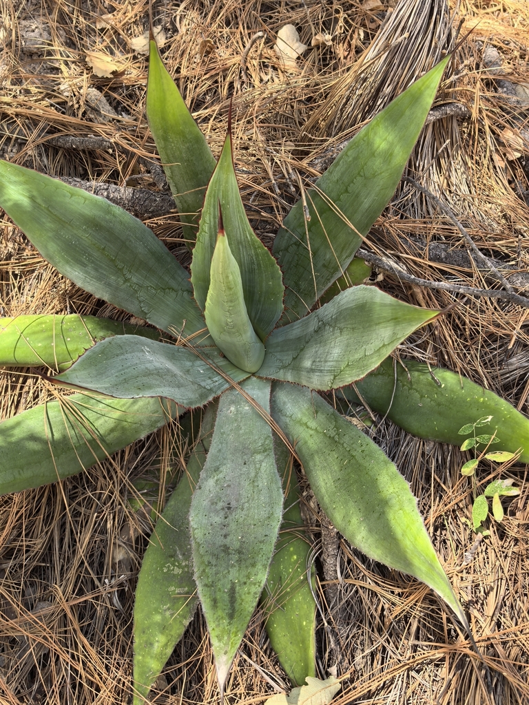 Agave maximiliana (Agave maximiliana)