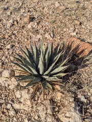 Agave mckelveyana (Agave mckelveyana)