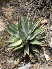 Agave mckelveyana (Agave mckelveyana)
