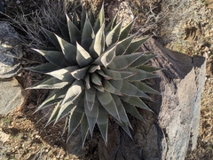 Agave mckelveyana (Agave mckelveyana)