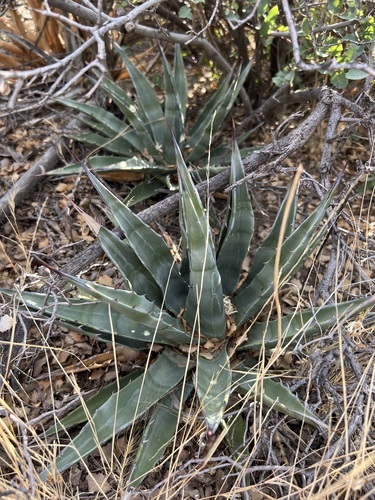 Agave mckelveyana (Agave mckelveyana)