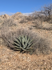 Agave mckelveyana (Agave mckelveyana)