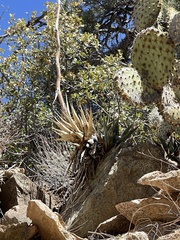 Agave mckelveyana (Agave mckelveyana)