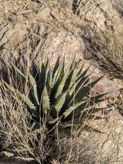 Agave mckelveyana (Agave mckelveyana)