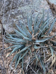Agave mckelveyana (Agave mckelveyana)