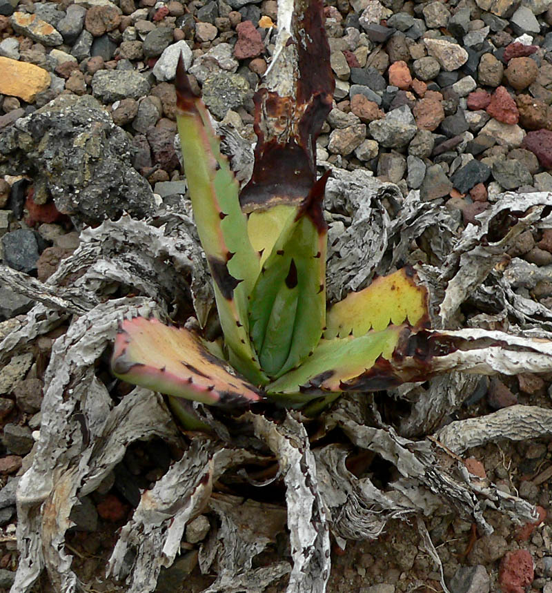 Agave mckelveyana: Photo of Agave mckelveyana at the University of California Botanical Garden