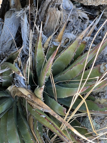 Agave mckelveyana (Agave mckelveyana)