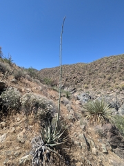Agave mckelveyana (Agave mckelveyana)