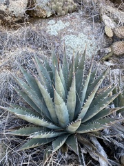 Agave mckelveyana (Agave mckelveyana)
