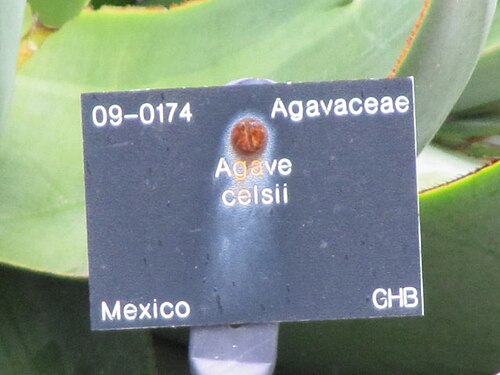 Agave mitis: Agave celsii