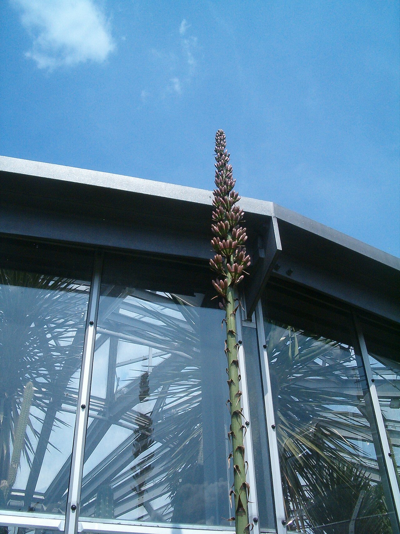 Agave mitis: At Botanical Gardens Berlin-Dahlem Species Agave mitis var. mitis