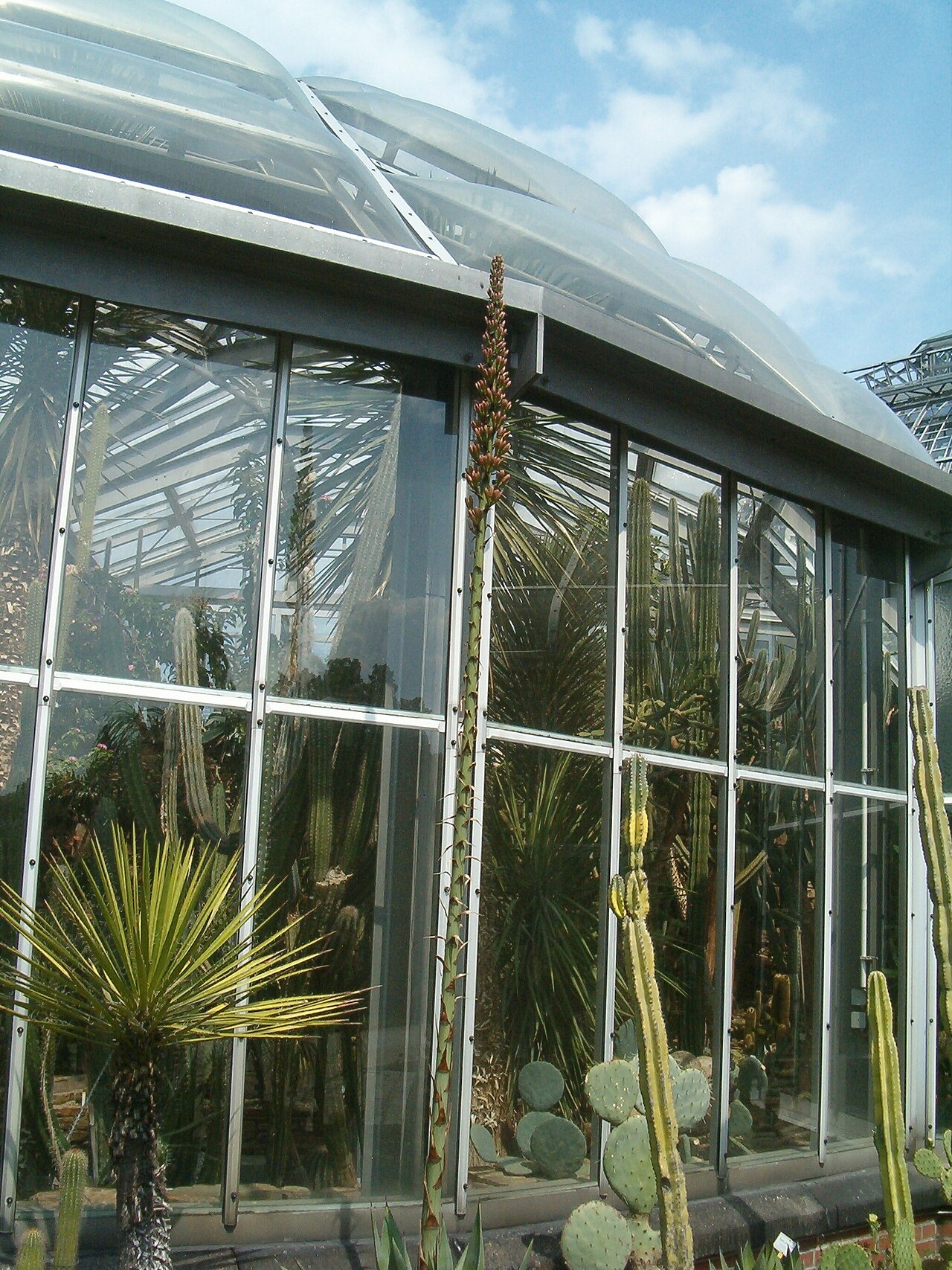 Agave mitis: At Botanical Gardens Berlin-Dahlem Species Agave mitis var. mitis