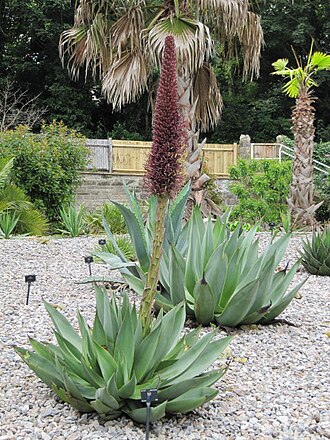 Agave mitis: Agave celsii