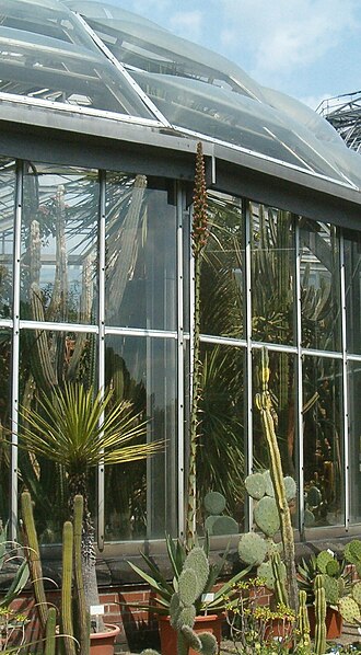 Agave mitis: At Botanical Gardens Berlin-Dahlem Species Agave mitis var. mitis