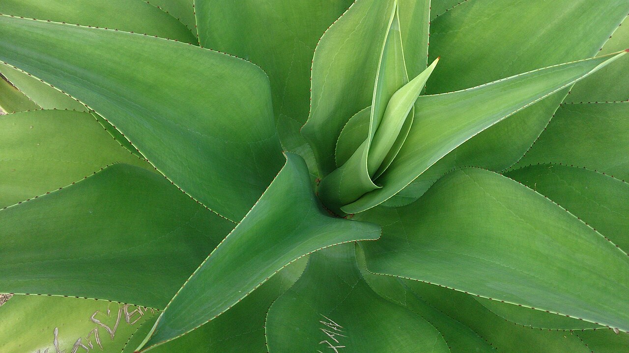 Agave mitis: Agave celsii
