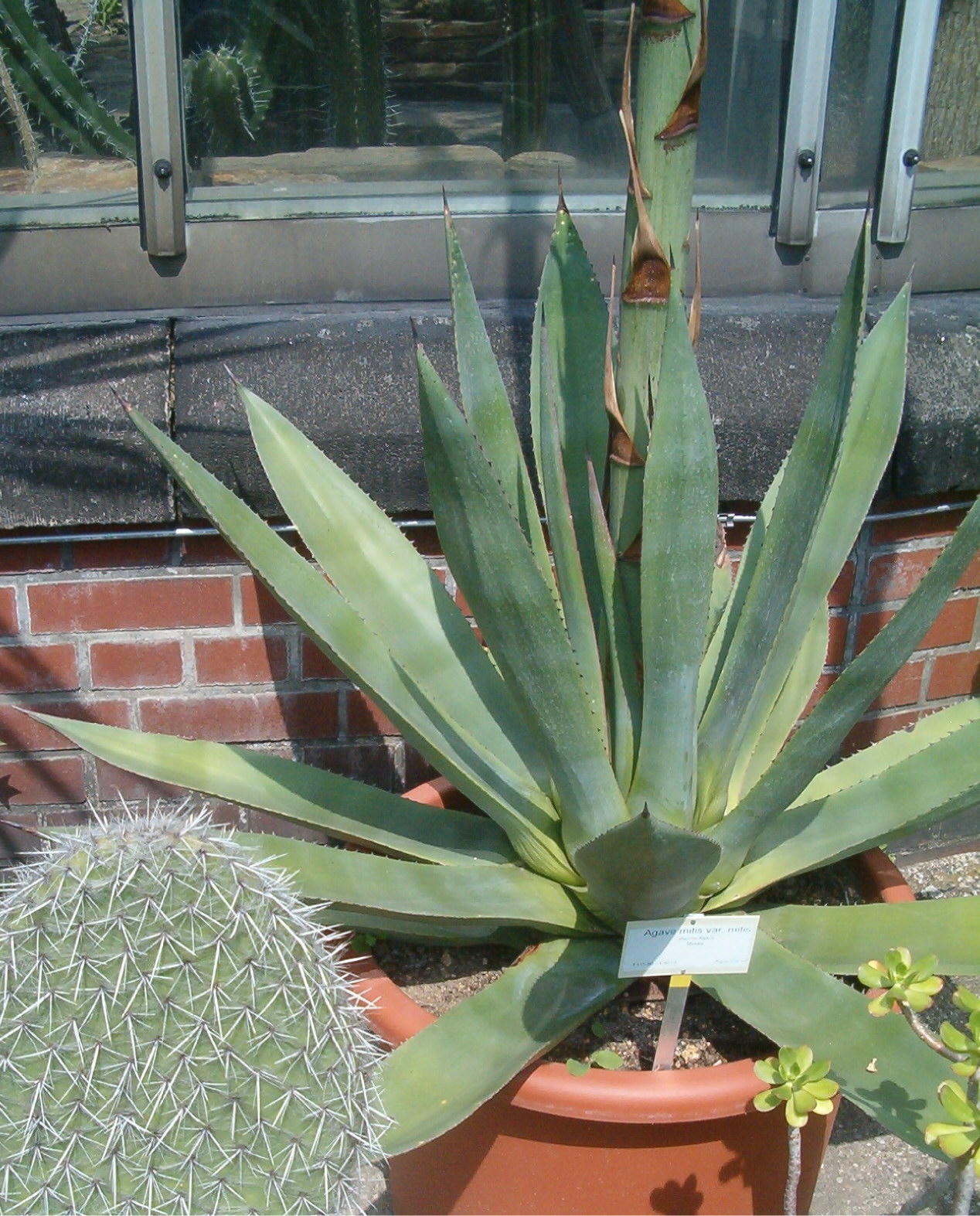 Agave mitis: At Botanical Gardens Berlin-Dahlem Species Agave mitis var. mitis