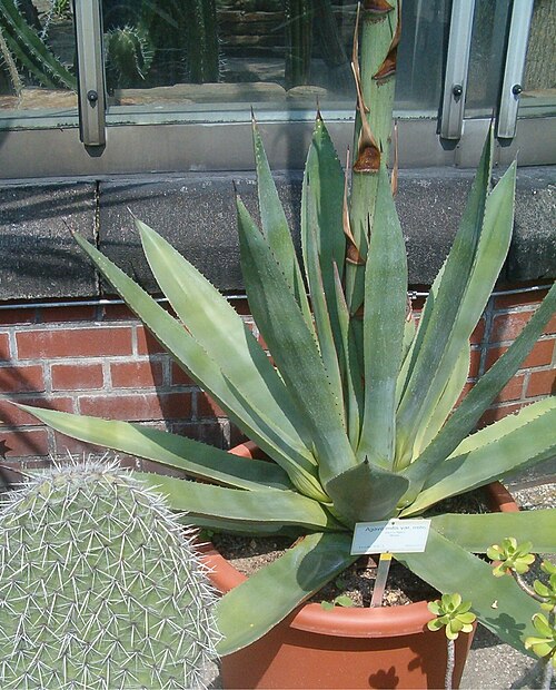 Agave mitis: At Botanical Gardens Berlin-Dahlem Species Agave mitis var. mitis