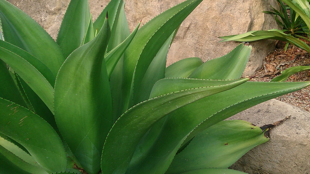 Agave mitis: Agave celsii